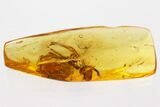 Detailed Fossil Spider Exuvia and Caddisfly in Baltic Amber #349441-2